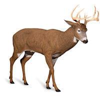 Posturing Buck Decoy
