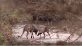 Video: The Greatest Whitetail Buck Fight of All Time