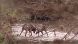 Video: The Greatest Whitetail Buck Fight of All Time