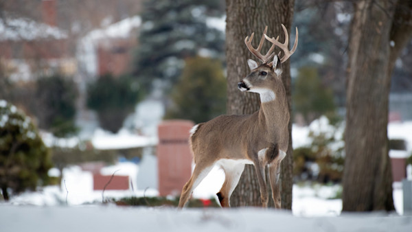 ‘Incredible Waste of Money:’ America’s Most Ineffective Deer Management Program