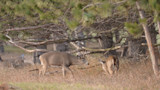 Buck and doe under low pine branches in a grassy field