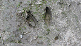 What You Need to Know About Deer Tracks