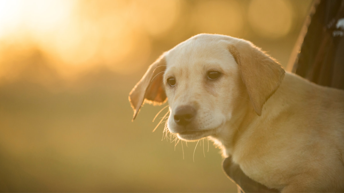 Ask a Vet: What Should I Look for in a Puppy?