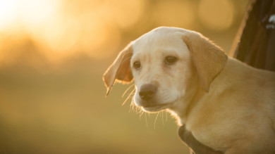 Ask a Vet: What Should I Look for in a Puppy?