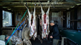 Three gutted deer hang from rafters as two hunters butcher them in a wooden shed