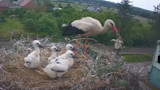 Adult stork tossing chick from nest as four fluffy chicks watch in rooftop nest