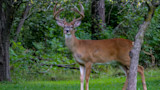 Man Tries Hunting Deer with .45 Handgun, Shoots Neighbor Instead