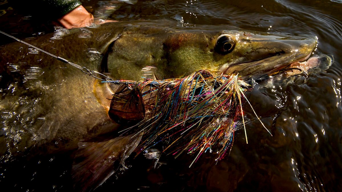 How to Catch Muskie in Small Streams