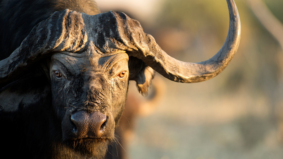 .458 Lott vs. .416 Rigby