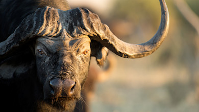 African buffalo head with heavy horn boss and long curved horn in golden light