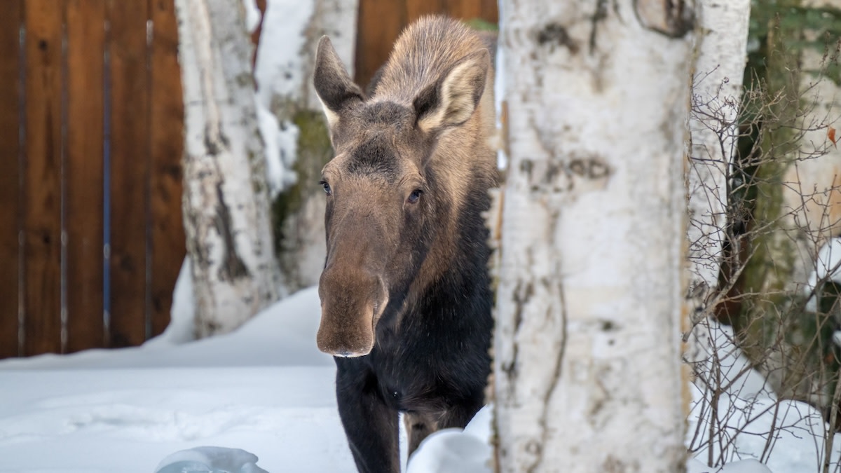 Canadian Man Takes Down Attacking Moose With .22 Rifle