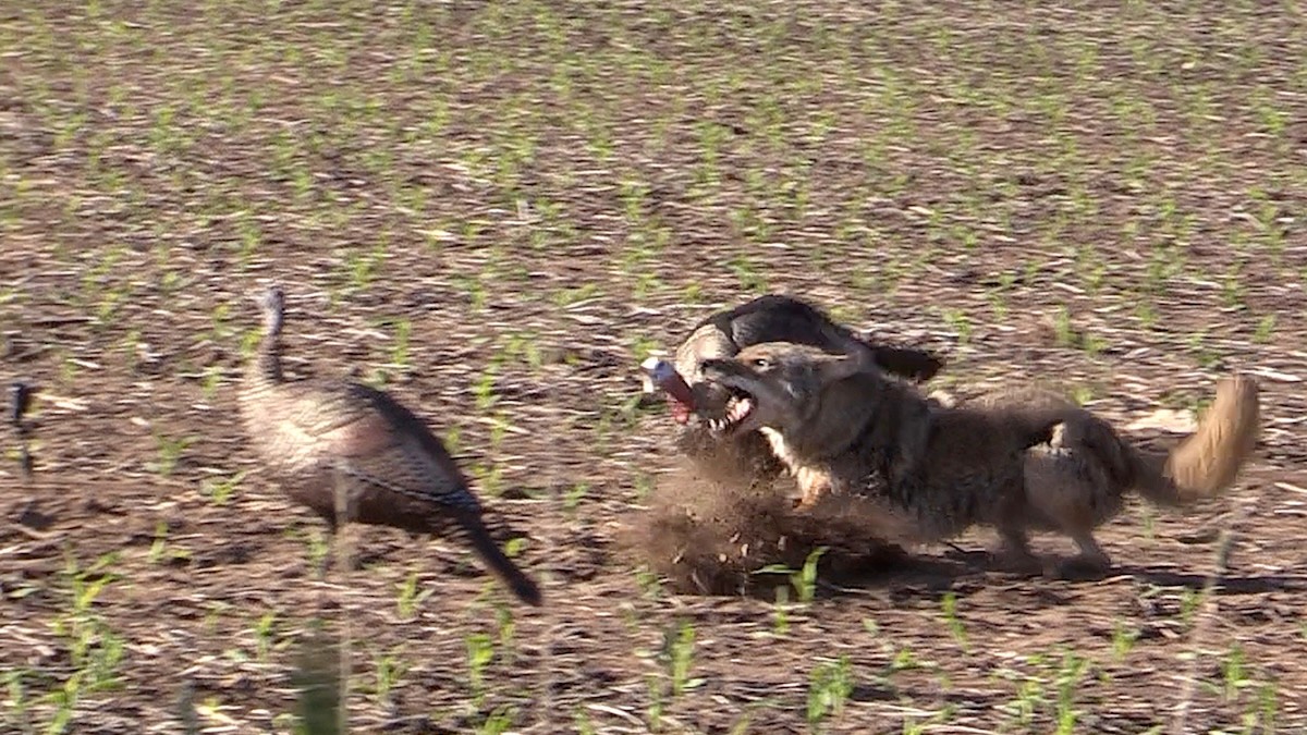 When Turkey Decoys Attract the Wrong Kind of Critter