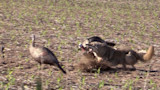 Coyote leaping and biting a turkey while another turkey walks away in a field