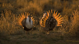 Wyoming Advances Controversial Proposal to Farm Sage Grouse
