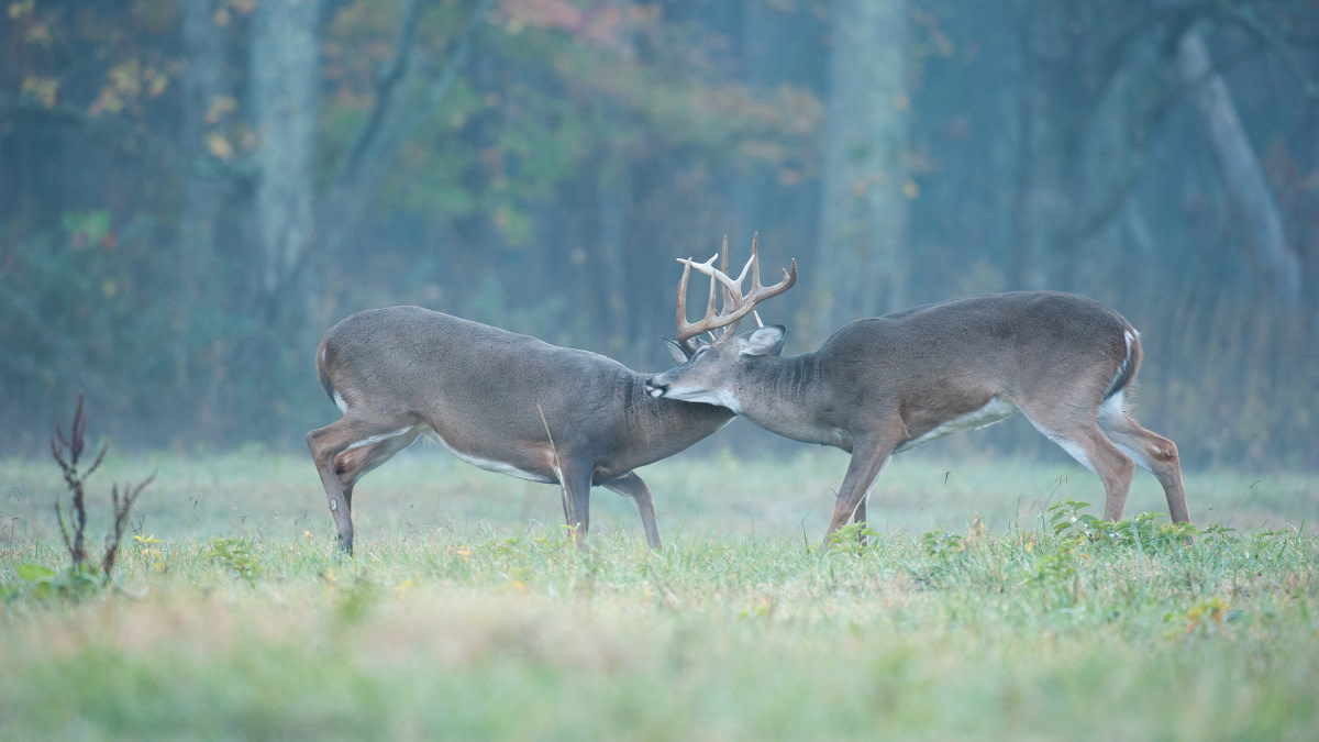 Rut Fresh Report: 10/22