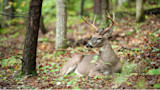 Whitetail buck with antlers lying on leaf-covered forest floor between trees