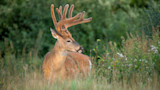 Buck with velvet antlers standing in tall grass, head turned to the side