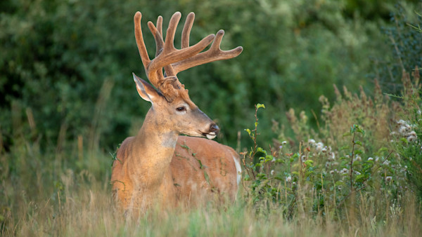 The Best Setups for Killing a Velvet Buck