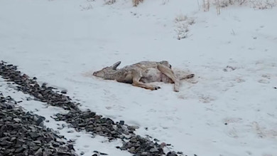 Dead Deer.jpg