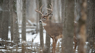 Mature white-tailed buck with large antlers standing in snowy woods