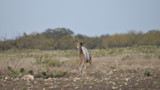 Buck running away with raised white tail in rocky field with prickly pear cactus