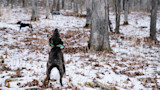 Brindle hunting dog baying in snowy woods wearing green GPS collar and antenna; black hound running left