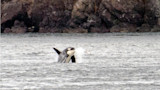 Orca breaching, tossing a leaping salmon in coastal water with rocky shore in background