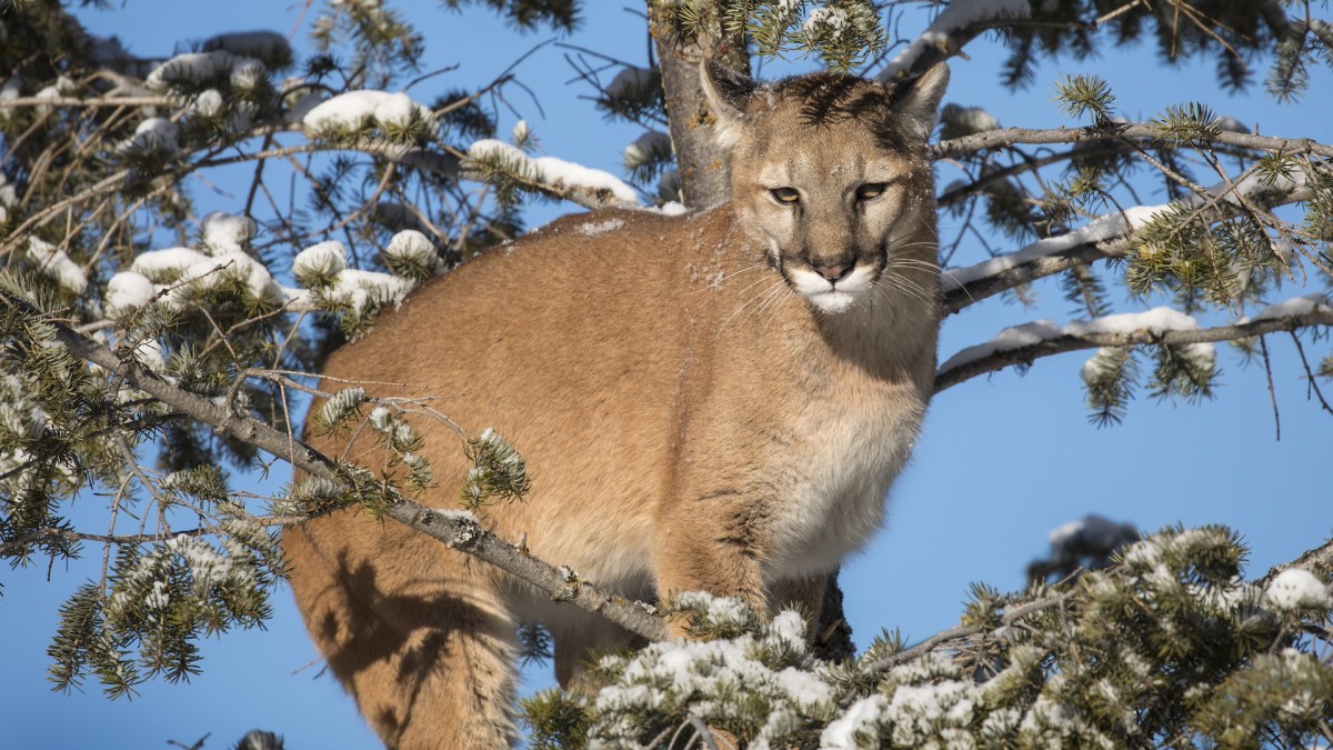 Should New Mountain Lion Hunting Restrictions Worry Colorado Hunters?