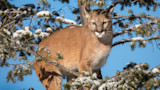 Should New Mountain Lion Hunting Restrictions Worry Colorado Hunters?