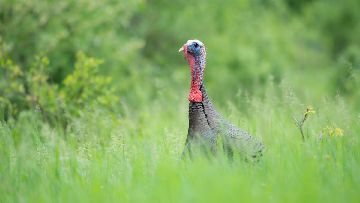 How to Find the Dumbest Tom in the Woods