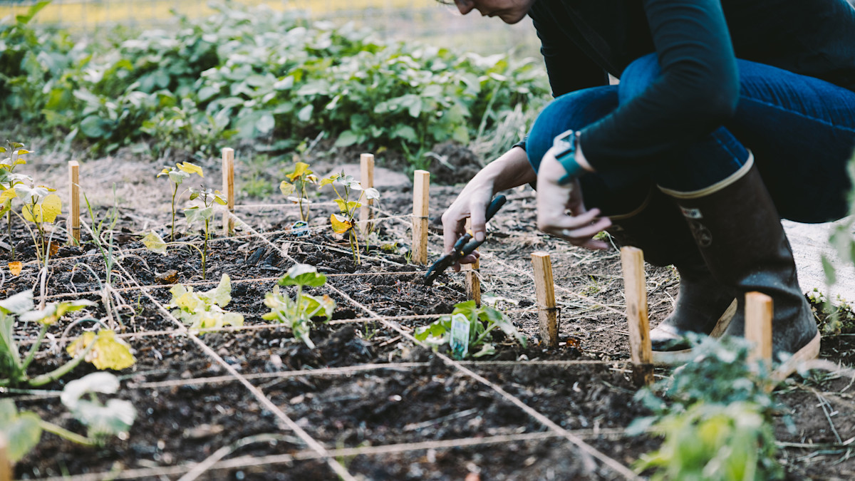 Get Big Harvests in Small Spaces with Square-Foot Gardening