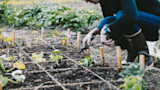 Get Big Harvests in Small Spaces with Square-Foot Gardening
