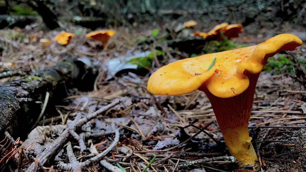 The Total Guide to Hunting Chanterelle Mushrooms