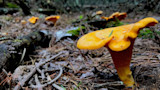 The Total Guide to Hunting Chanterelle Mushrooms