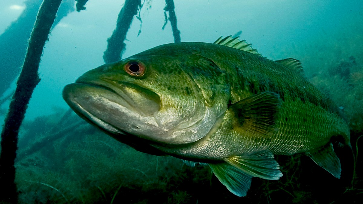 How to Catch Giant Bass on Giant Worms