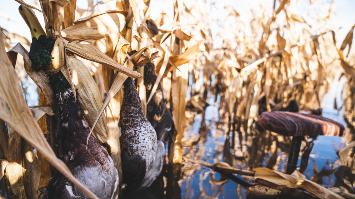 3 Best DIY Waterfowl States for 2020