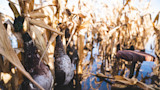 Mallard drake and hens hung from dried corn stalks over a flooded cornfield