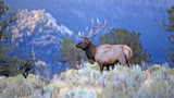 Bull elk with large antlers standing in sagebrush against blue mountains