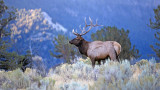 A Guide to Hunting Elk