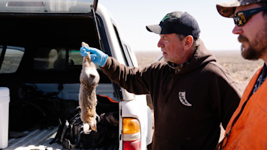 Man holding cottontail rabbit by hind leg with blue glove beside pickup truck, another man watching