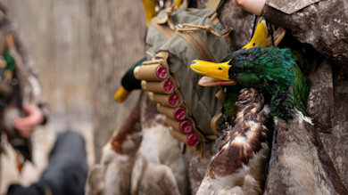 Two mallard ducks hanging from a hunter's shoulder; shotgun-shell bandolier and camo jacket