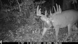 Night trail-camera: large buck with velvet antlers in woods; 78°F 08/21/2020 09:25PM