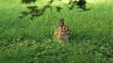 Cottontail rabbit sitting alert in lush green grass