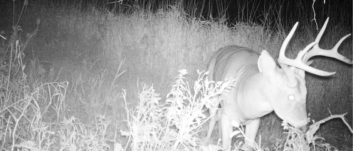 Nighttime trail-camera capture of a buck with large antlers grazing in tall grass