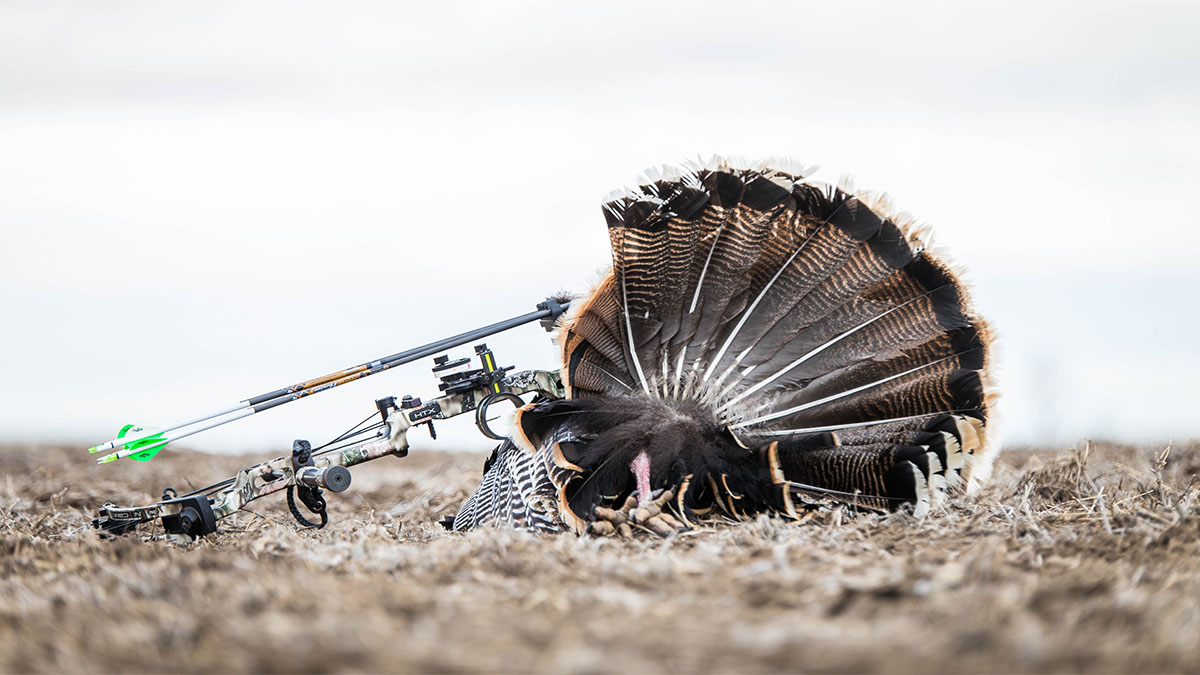 Will Your Whitetail Broadhead Work for Turkeys?