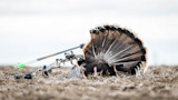 Will Your Whitetail Broadhead Work for Turkeys?