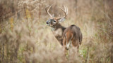 Whitetail buck with antlers looking back through tall dried grass