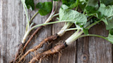 Burdock roots with green leaves on a weathered wooden board