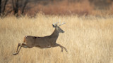 Buck with antlers leaping through tall dry grass in open field