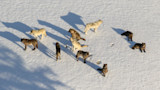 Aerial view of a wolf pack on snow, several wolves standing and lying while casting long shadows